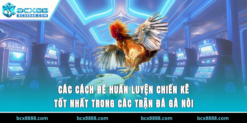Các cách để huấn luyện chiến kê tốt nhất trong các trận đá gà nòi 