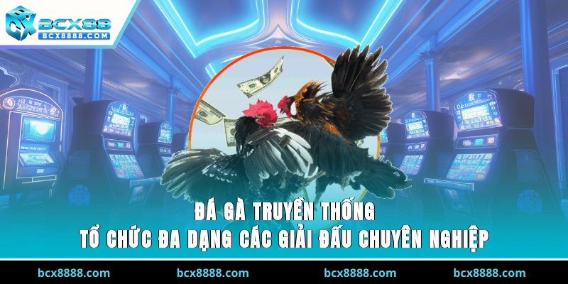 Đá Gà Truyền Thống - Tổ Chức Đa Dạng Các Giải Đấu Chuyên Nghiệp